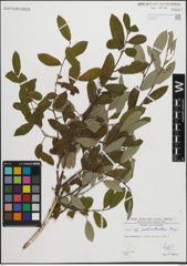 Foto von Salix pedicellata Desf.